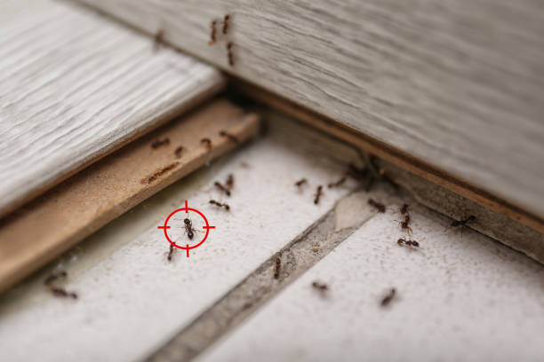 Best Residential Pest Control  in Winnsboro Mills, SC