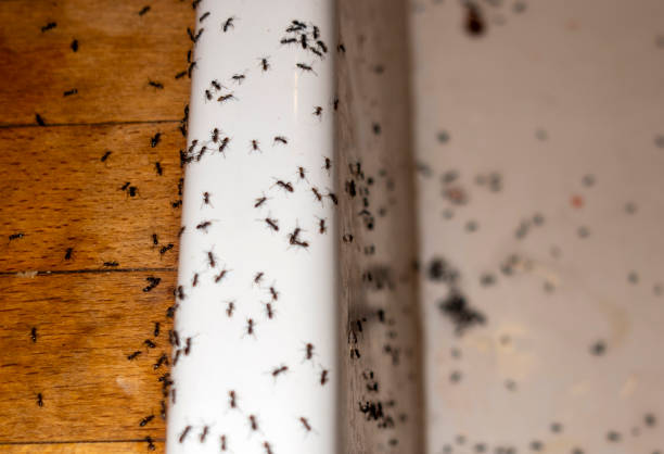Best Mosquito Control Services  in Winnsboro Mills, SC