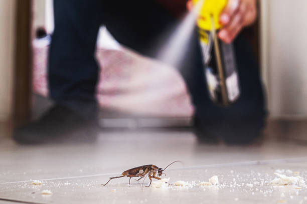Best Spider Control Near Me  in Winnsboro Mills, SC
